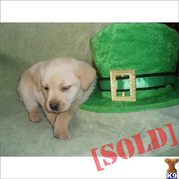 Gorgeous Labrador Retriever/Puggle Puppies Male and Female Priced From $589-Plus-Call 786-361-1315